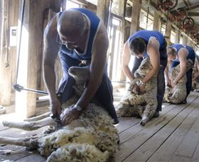 The Woolshed At Jondaryan - Gold Coast Attractions 1