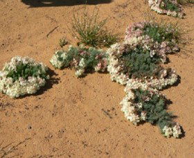 Marchagee WA Gold Coast Attractions