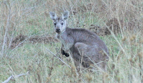 Capertee National Park - Gold Coast Attractions 3