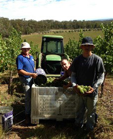 Toppers Mountain Wines - Gold Coast Attractions 2