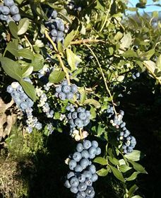 Gunnadoo Berries - Gold Coast Attractions 2
