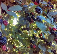 Gunnadoo Berries - Gold Coast Attractions