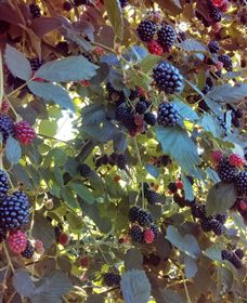 Gunnadoo Berries - Gold Coast Attractions 0