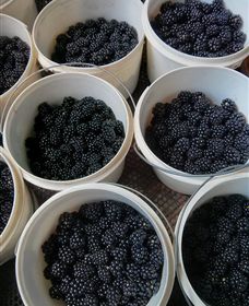 Gunnadoo Berries - Gold Coast Attractions 3