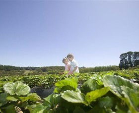 Sunny Ridge Strawberry Farm - Gold Coast Attractions 0