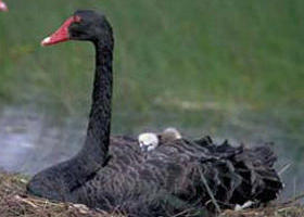  Gold Coast Attractions