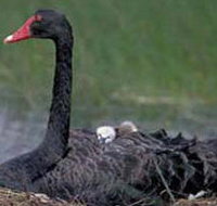 French Island Marine National Park - Gold Coast Attractions