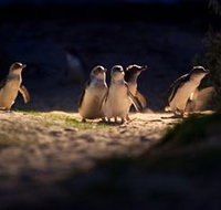 Phillip Island Nature Parks - Gold Coast Attractions