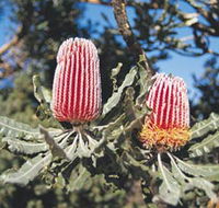 Coorow Wildflower Drive - Gold Coast Attractions