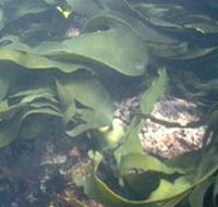 Churchill Island Marine National Park - Gold Coast Attractions