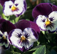 Newtown Park State Rose Garden - Gold Coast Attractions