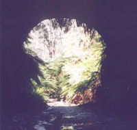 Glow Worm Tunnel - Gold Coast Attractions