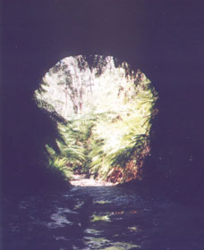 Glow Worm Tunnel - Gold Coast Attractions 0