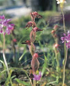 Carnamah-Eneabba Wildflower Drive - Gold Coast Attractions 0