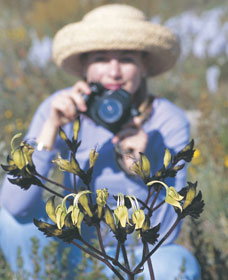 Carnamah-Eneabba Wildflower Drive - Gold Coast Attractions 1