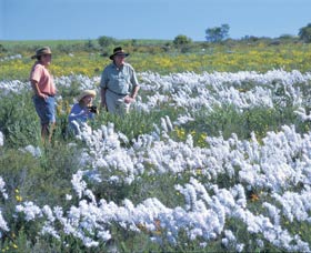 Carnamah-Eneabba Wildflower Drive - Gold Coast Attractions 2