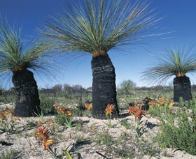 Carnamah-Eneabba Wildflower Drive - Gold Coast Attractions 3
