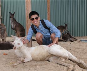 Maru Koala And Animal Park - Gold Coast Attractions 2