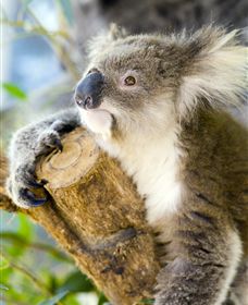 Maru Koala And Animal Park - Gold Coast Attractions 1