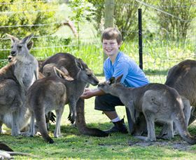 Maru Koala And Animal Park - Gold Coast Attractions 4
