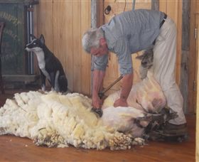 Maru Koala And Animal Park - Gold Coast Attractions 8