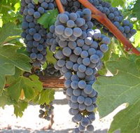 Joshuas Fault Wine - Gold Coast Attractions