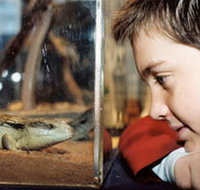 Canberra Reptile Zoo - Gold Coast Attractions