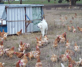 Northside Farmers Market - Gold Coast Attractions 1