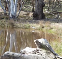 Mulligans Flat - Gold Coast Attractions