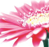 Burwood Plaza - Gold Coast Attractions