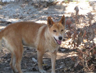  Gold Coast Attractions