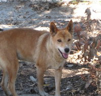 Cohunu Koala Park - Gold Coast Attractions