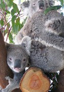 Cohunu Koala Park - Gold Coast Attractions 1