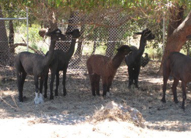 Cohunu Koala Park - Gold Coast Attractions 2