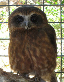 Cohunu Koala Park - Gold Coast Attractions 3