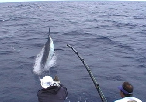 Amokura Charters - Gold Coast Attractions 0