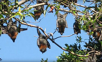 Blackbutt Reserve - Gold Coast Attractions 1