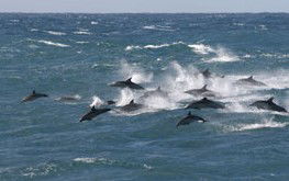 Gold Coast Attractions