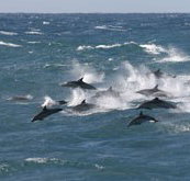 Tamboi Queen Cruises - Gold Coast Attractions