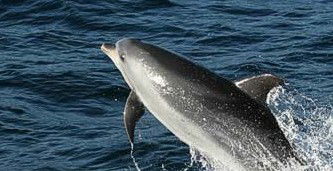 Tamboi Queen Cruises - Gold Coast Attractions 2