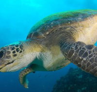 Byron Bay Dive Centre - Gold Coast Attractions