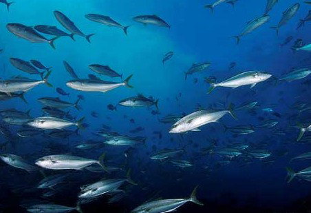 Byron Bay Dive Centre - Gold Coast Attractions 2