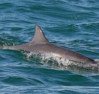 Byron Bay Dolphin Wildlife Tours - Gold Coast Attractions