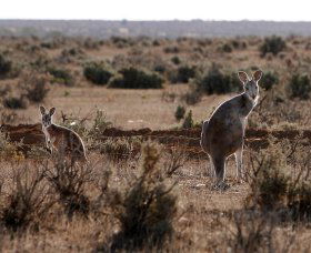 Silver City Tours - Gold Coast Attractions 1