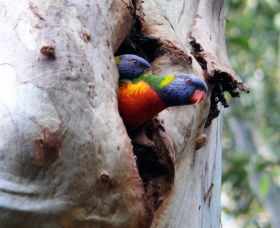 Cumberland State Forest - Gold Coast Attractions 0