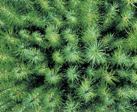 Cumberland State Forest - Gold Coast Attractions 1