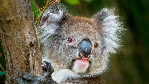 Brisbane Water National Park - Gold Coast Attractions 2