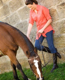 Sugarloaf Horse Centre - Gold Coast Attractions 2