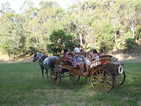 Classic Carriage Drives - Gold Coast Attractions 3