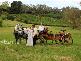 Classic Carriage Drives - Gold Coast Attractions 2